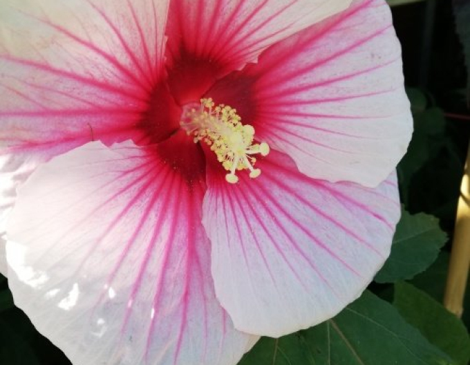 Schlammpeitzger Sommersturm