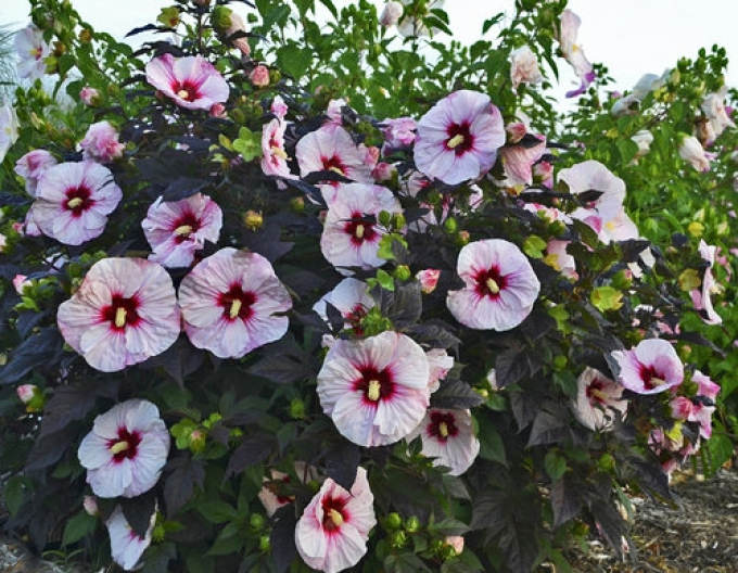 Schlammpeitzger Sommersturm