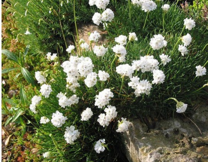 Gras "Armada Weiß"
