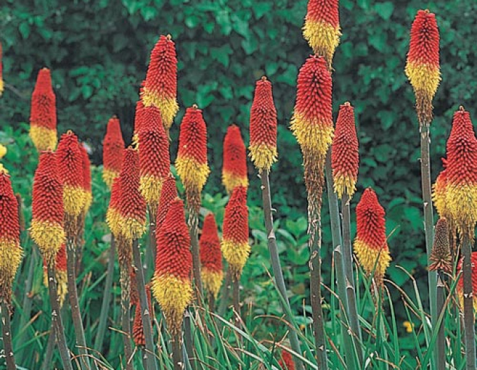 Royal Standard"-Lichtkuppel