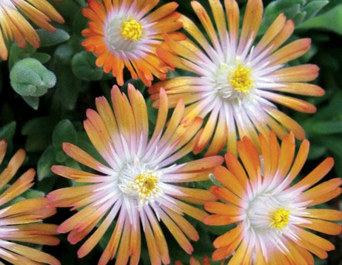 Delosperma  Ice Cream Orange