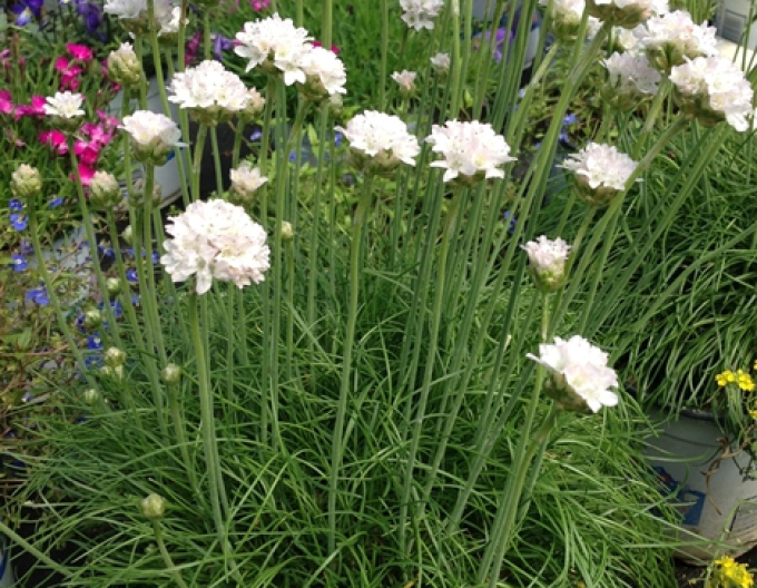 Gras "Armada Weiß"