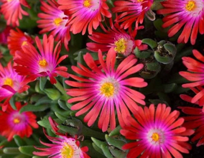 Delosperma Juwel der Wüste Rubin