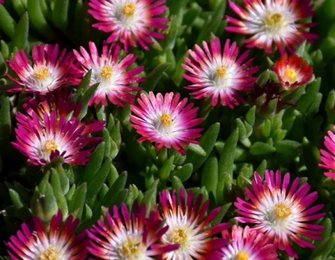 Delosperma Juwel der Wüste Rubin