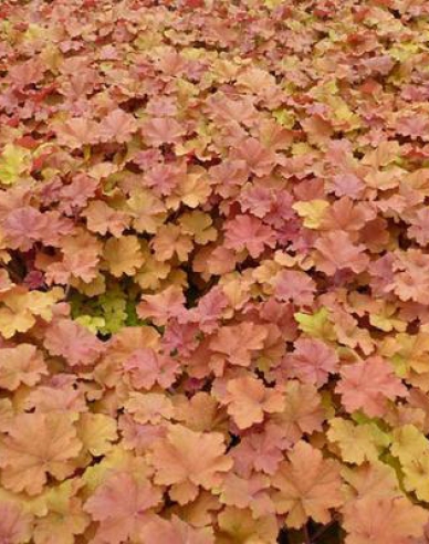 Heuchera-Hybride Amberosus
