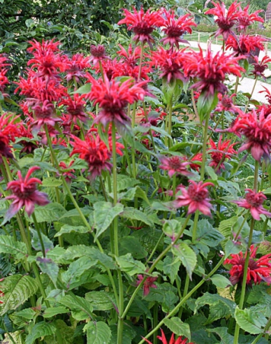 Monarda Cambridge Scharlachrot
