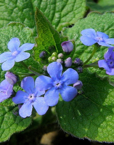 Brunera großblättrig