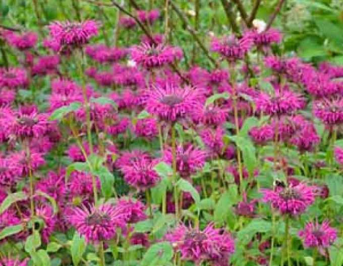 Monarda Skorpion