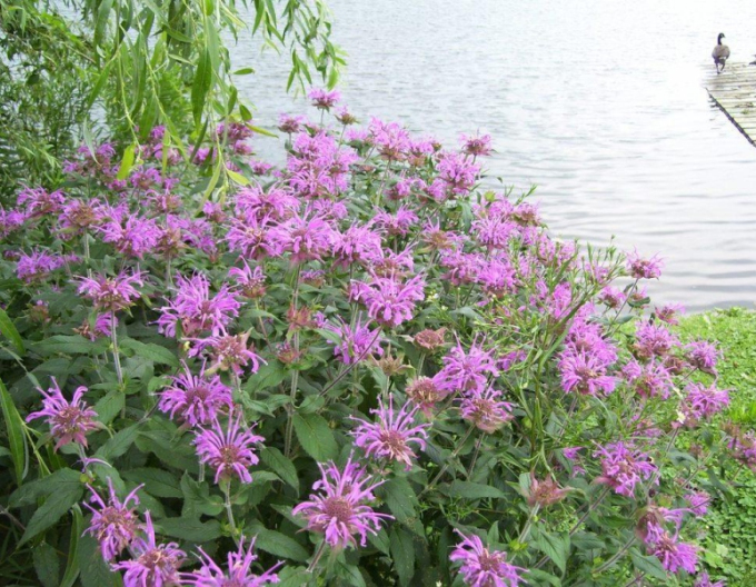 Monarda Skorpion
