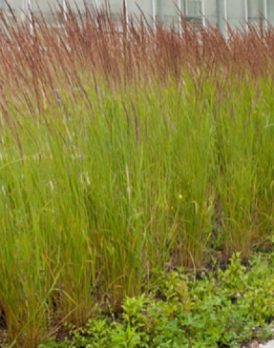 Calamagrostis Karl Foerster