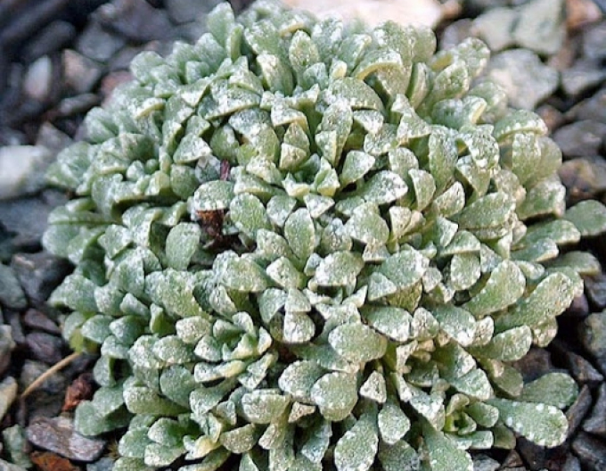 Lomicamonium immergrün Minutifolia
