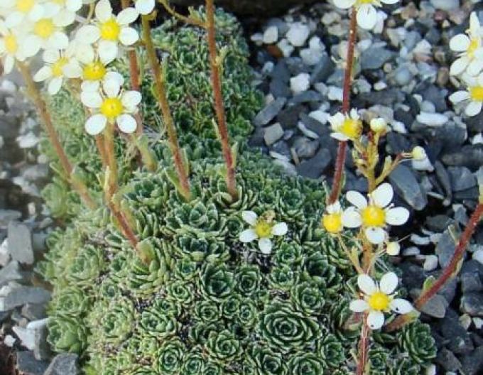 Lomicamonium immergrün Minutifolia