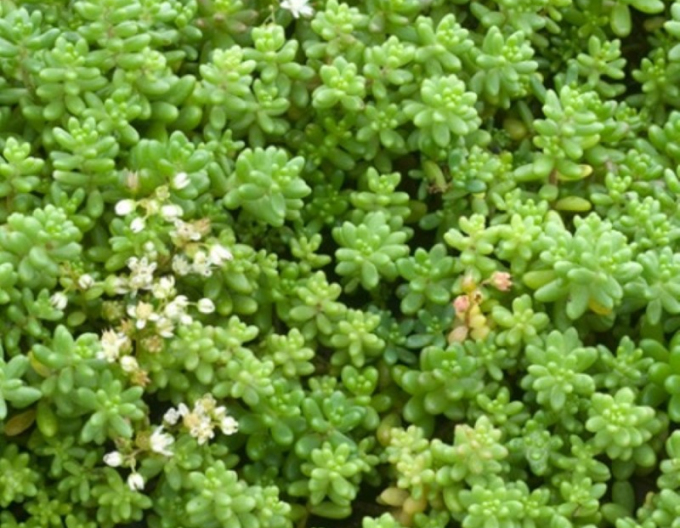 Weiße Fetthenne Laconicum