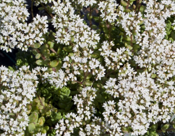 Weiße Fetthenne Laconicum