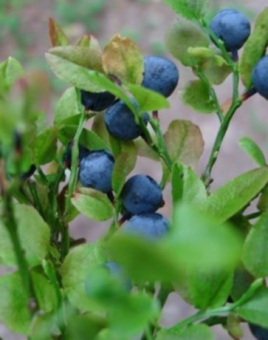 Blaubeere
