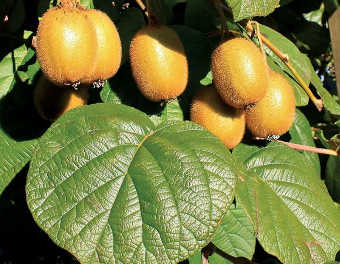 Kiwi selbstbefruchtend Jenna