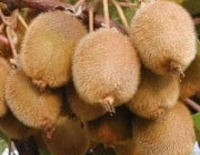 Kiwi selbstbestäubend Boskoop