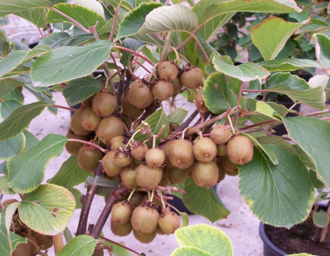Kiwi selbstbestäubend Boskoop