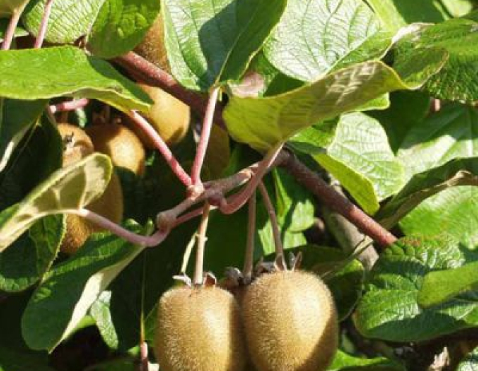 Kiwi Hayward weiblich