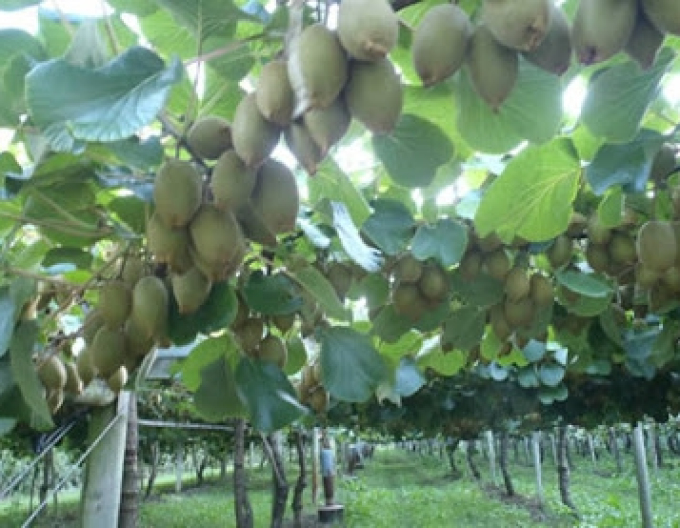 Kiwi Hayward weiblich