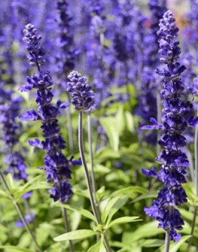 Salbei Synchro Blue