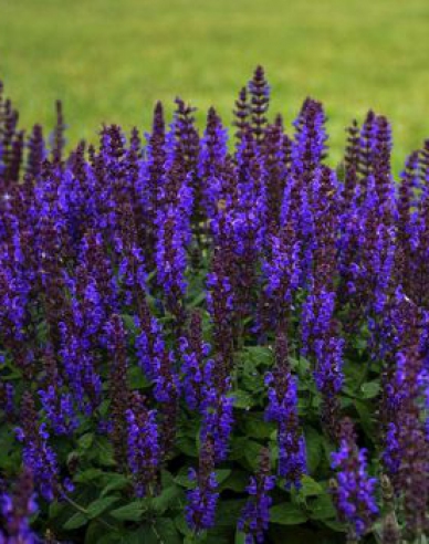 Salbei Synchro Blue
