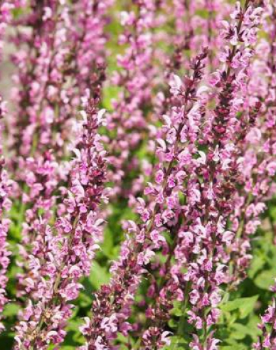 Salbei Synchro Pink