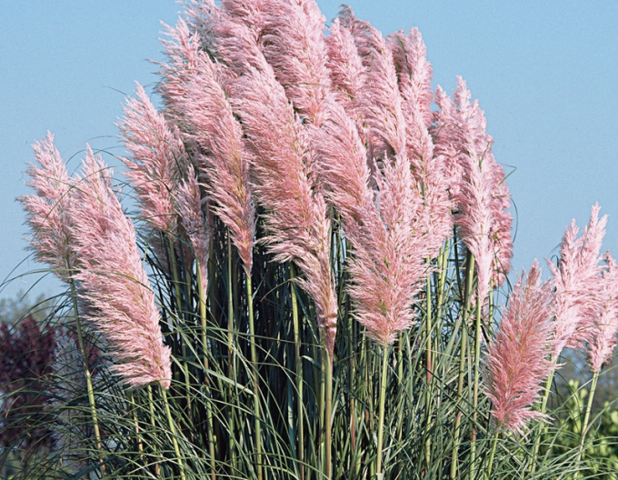 Pampasgras - Cortaderia rosa Rose Plume