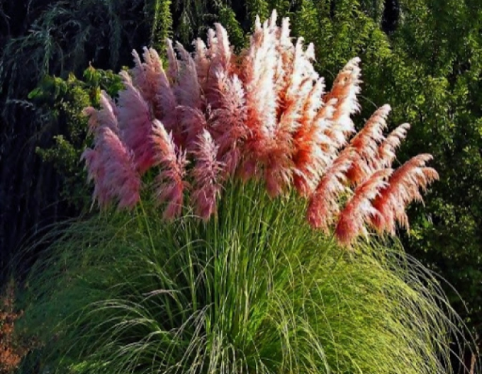 Pampasgras - Cortaderia rosa Rose Plume