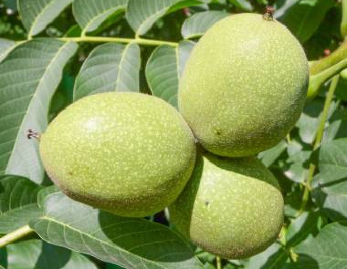 Königswalnuss Fertilis