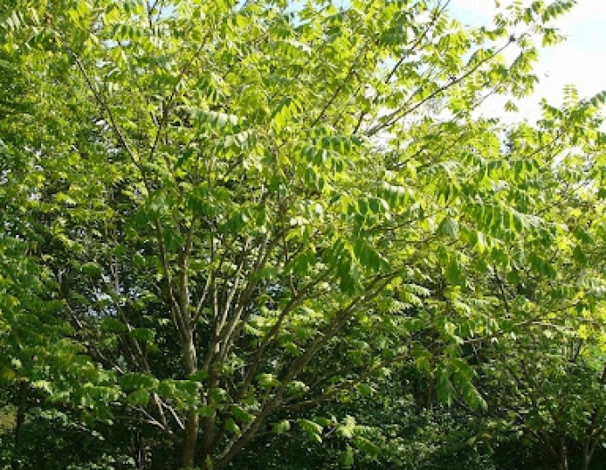 Königswalnuss Fertilis