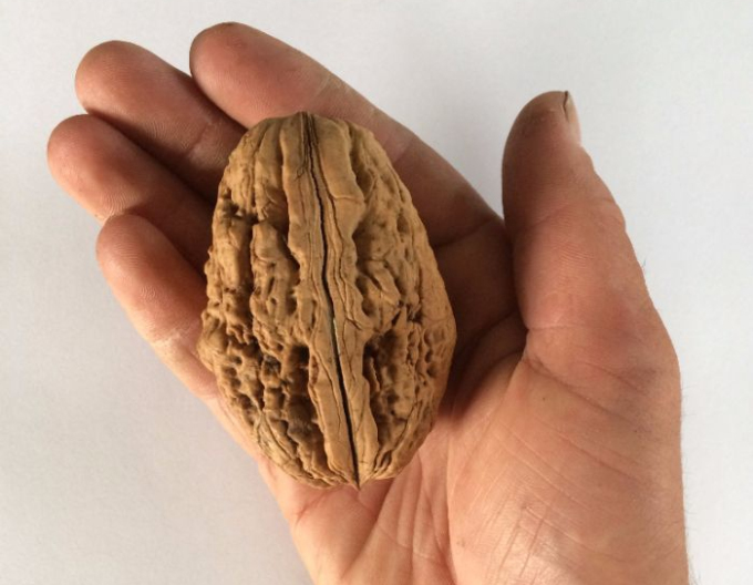 Königliche Walnuss Lange Van Lod