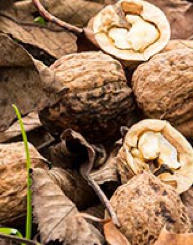 Königswalnuss Chandler, Cont. 5l