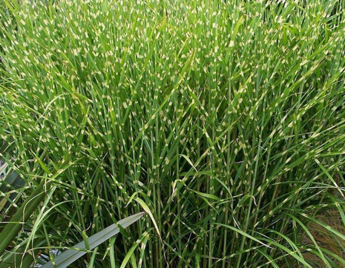Chinaschilf Strictus Dwarf