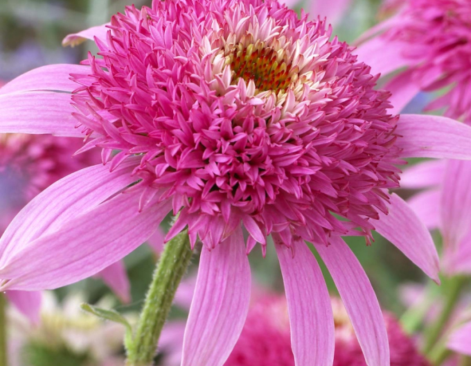 Echinacea Pink Double Delight