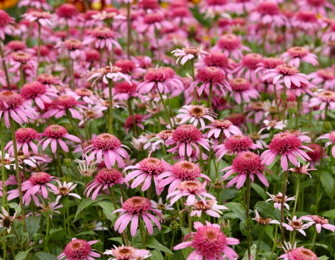 Echinacea Pink Double Delight