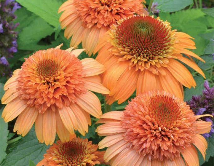 Echinacea Supreme Cantaloupe