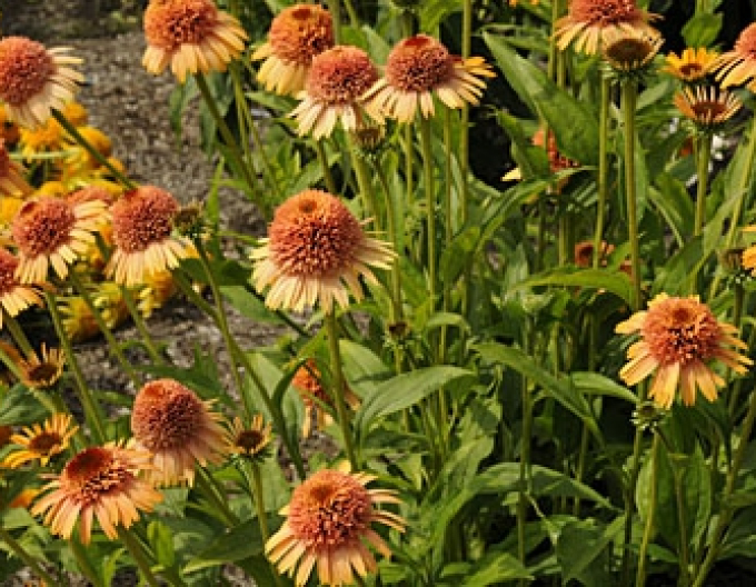 Echinacea Supreme Cantaloupe