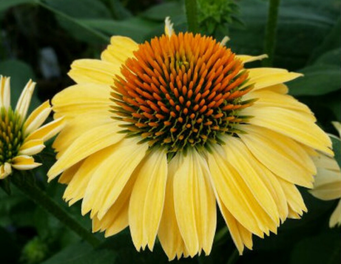 Echinacea Aloha