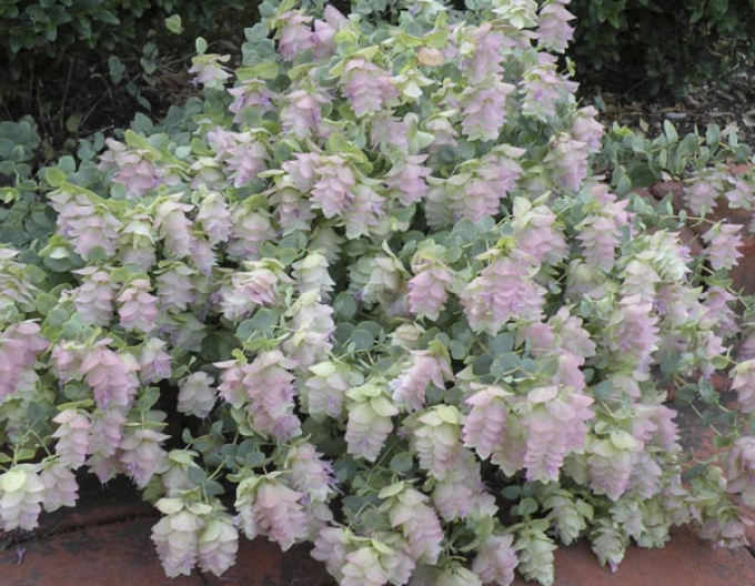 Oregano ornamental Kent Beauty