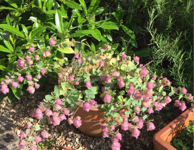 Oregano ornamental Kent Beauty