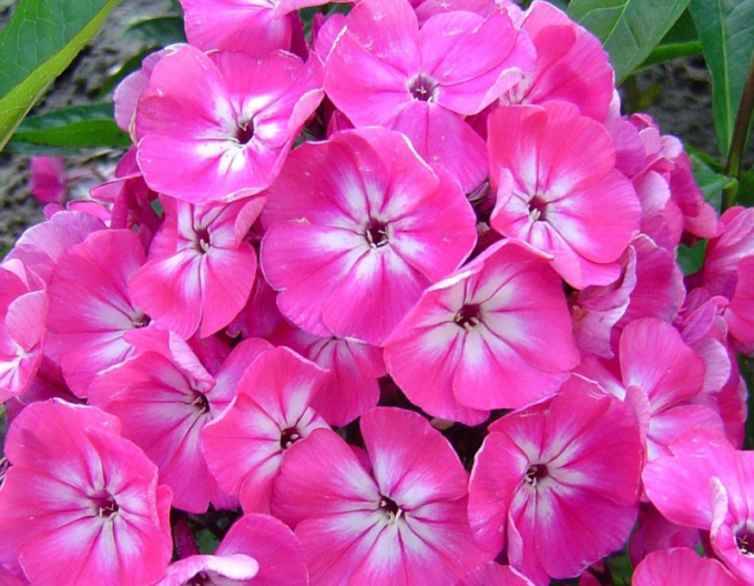Flox Flamme Hellrosa