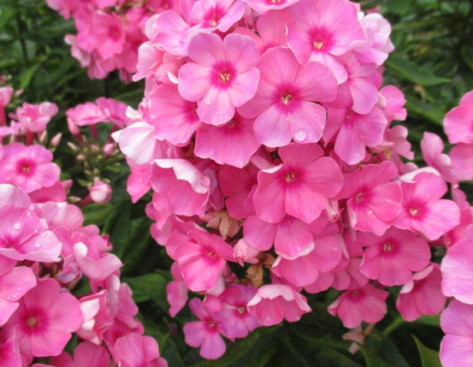 Flox Flamme Hellrosa