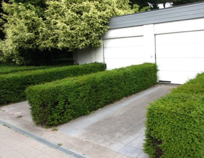 Eibe gemein "Repens"
