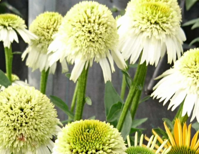 Echinacea Leckerer Nougat