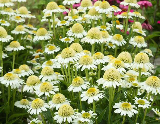 Echinacea Leckerer Nougat