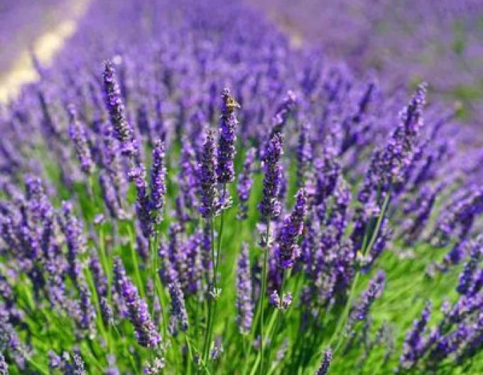 Lavendel Hidcote Kompakt