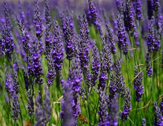 Lavendel Hidcote Kompakt
