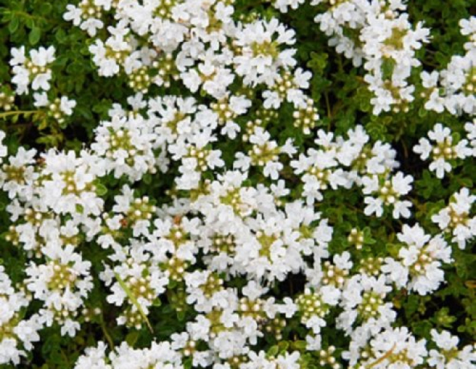 Früher Thymian  Albiflorus