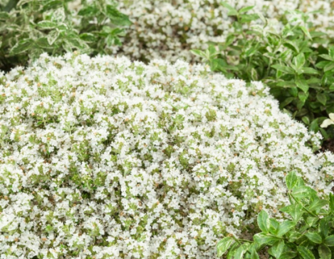 Früher Thymian  Albiflorus